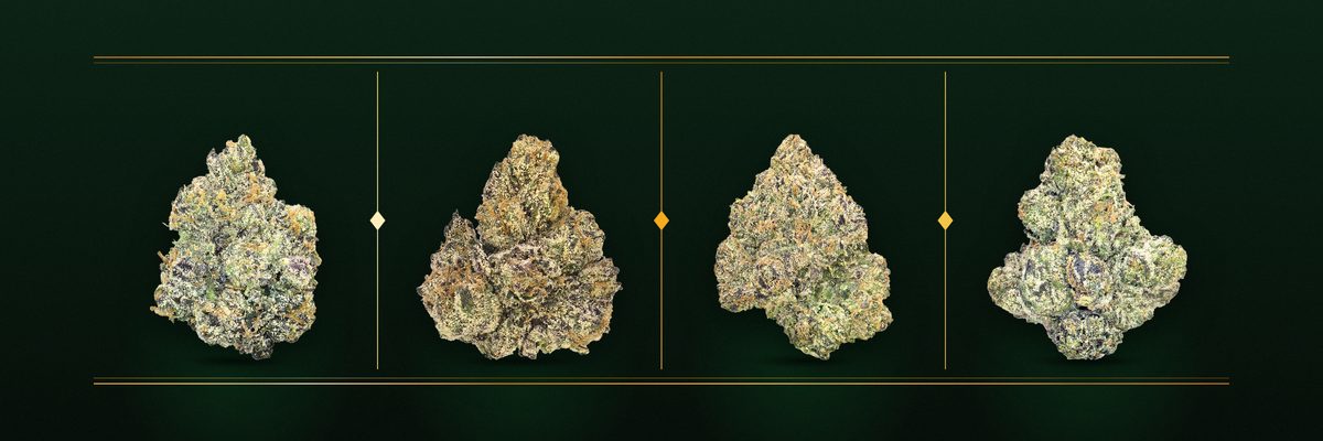 Gods Gift, Jealousy, Black Cherry O.G. and Godfather O.G. cannabis flower buds on a gold jewelry tray