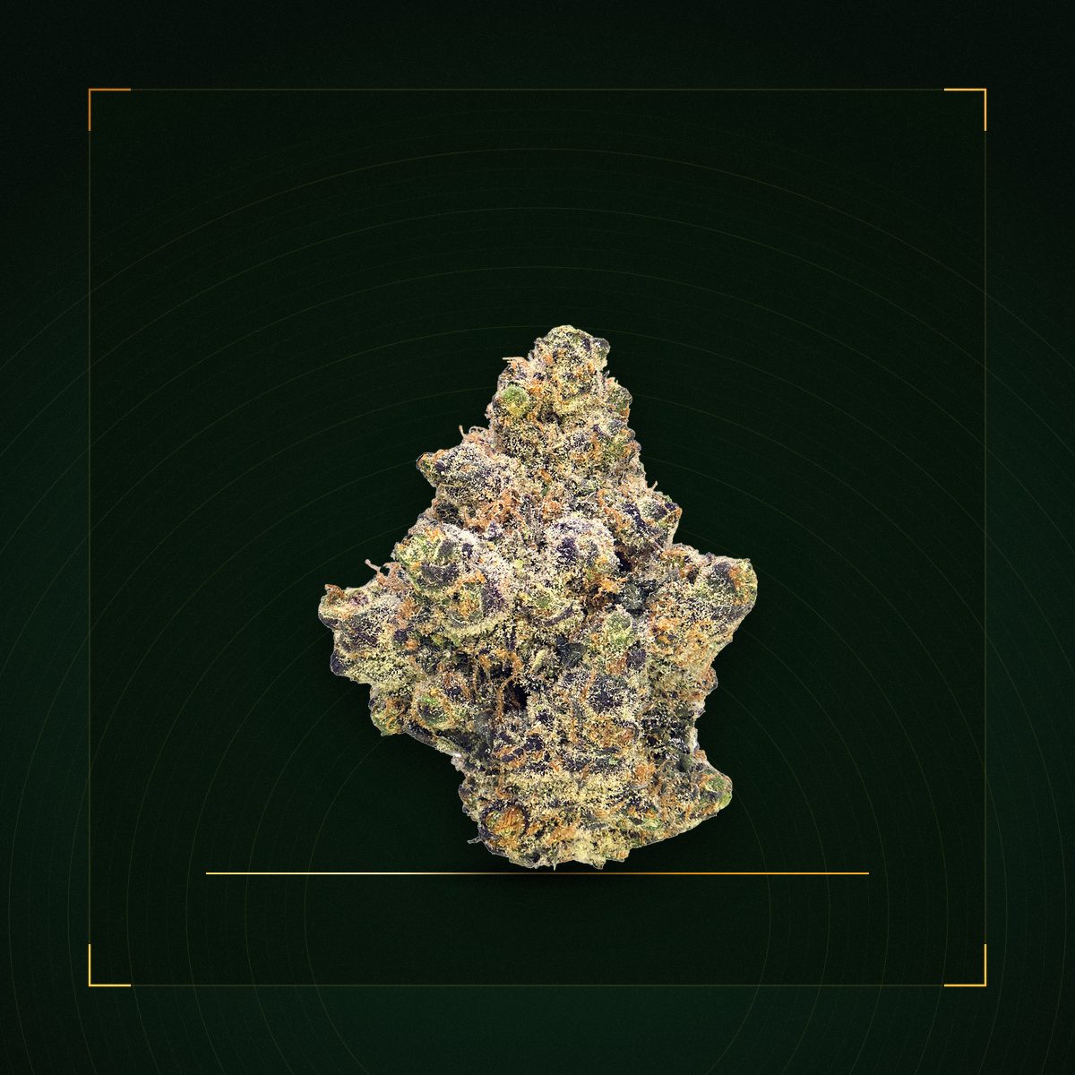 The Holy Grail OG Ultra Exotic cannabis flower bud on a dark green and gold vault plate